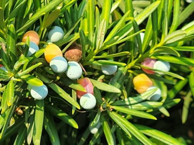 マキの剪定時期は年に2回？ポイントを押さえて綺麗なお庭を維持しよう
