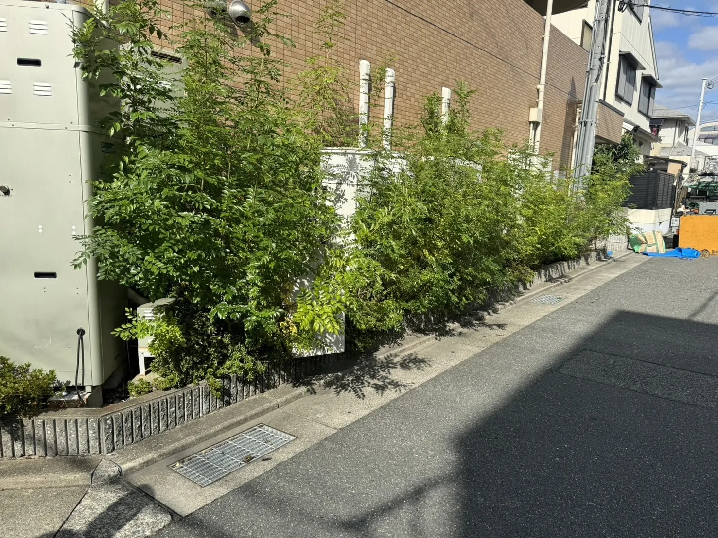 マンションの剪定･除草･雑木除去前