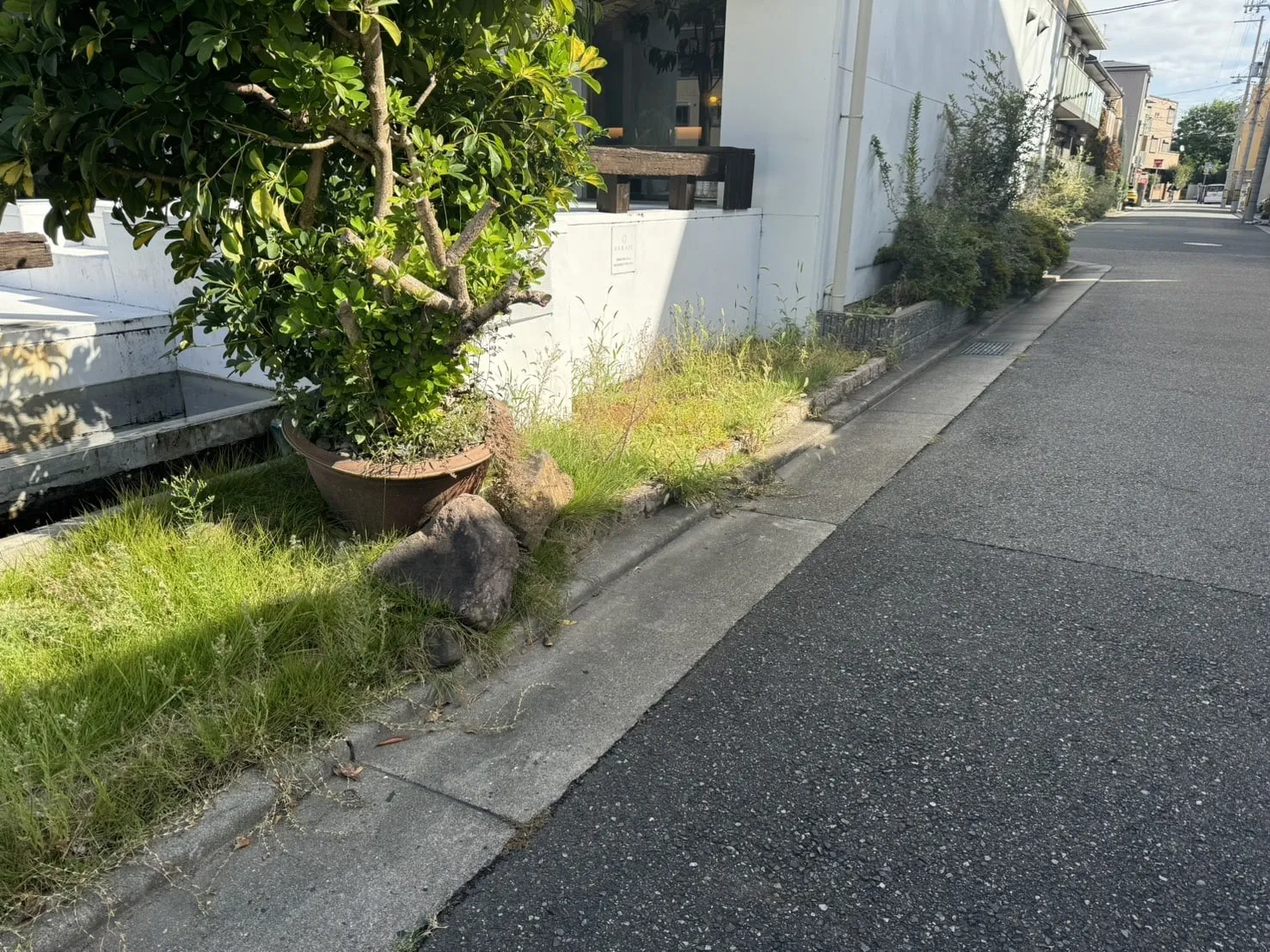 マンションの剪定･除草･雑木除去前