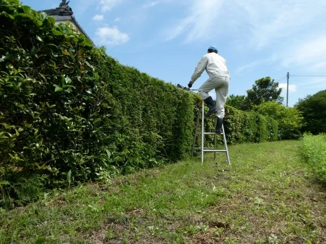 剪定にはどんな効果がある？行わない場合に考えられるリスクとは