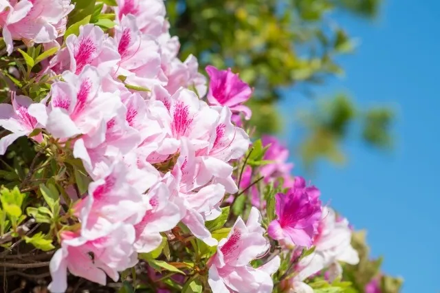 ヒラドツツジの剪定時期は開花後すぐ！知っておきたいポイントについて解説