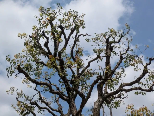 【楠の剪定方法】巨木化させないクスノキの育て方